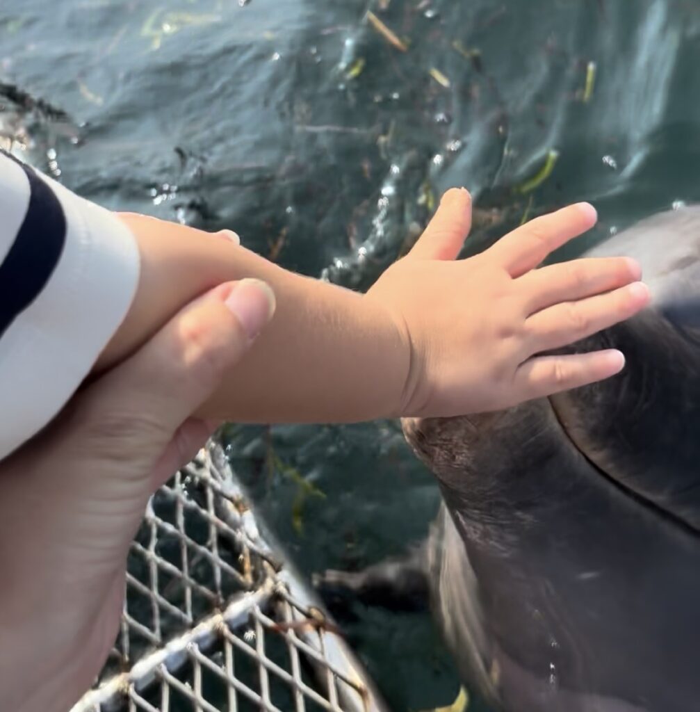 ルネッサンスリゾートオキナワのアクティビティでイルカに触る次男